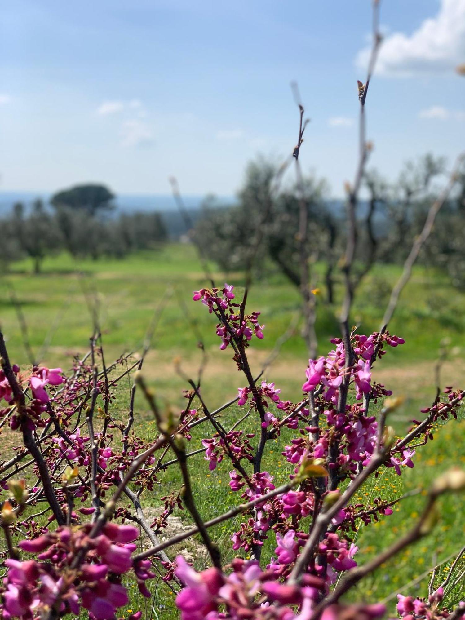 Agriturismo Poggio Falco Batignano Buitenkant foto